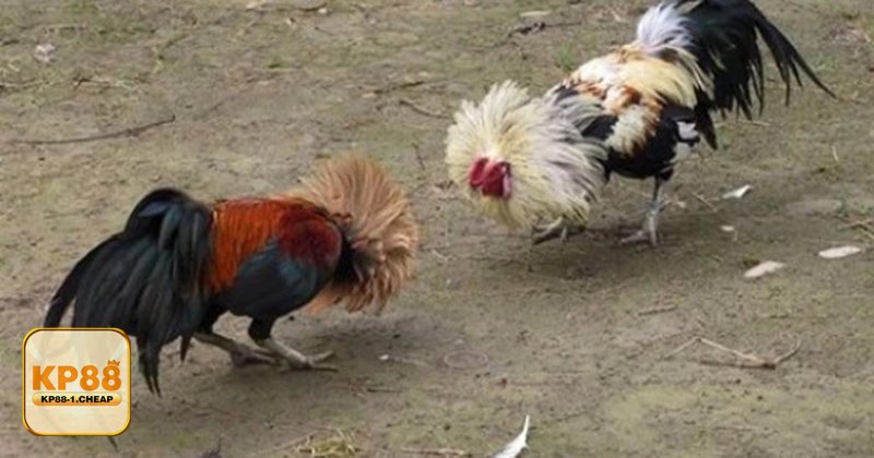 Đá Gà Cựa Sắt - Quy chuẩn cựa, cách lắp và kiểm định Đá Gà Cựa Sắt - Quy chuẩn cựa, cách lắp và kiểm định