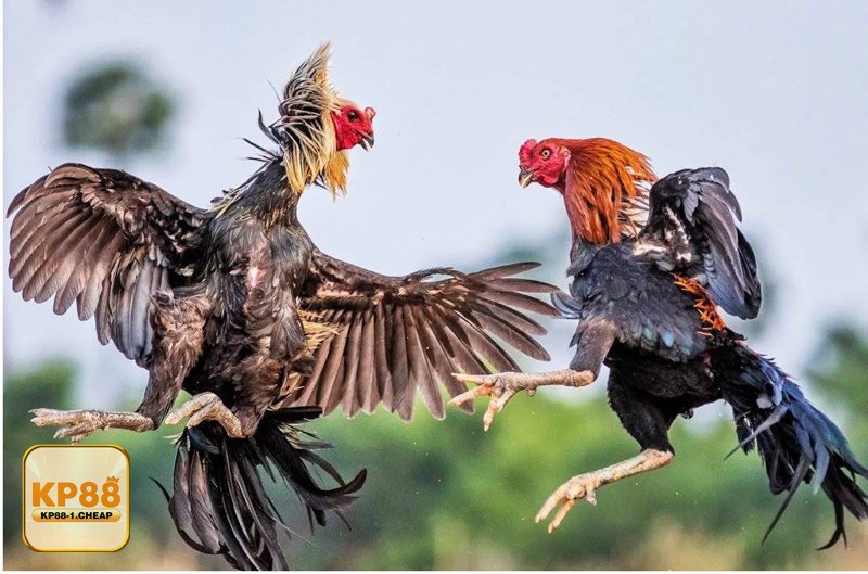 Đá Gà kp88 - Nhận diện lối đá và thể lực