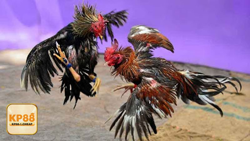 Đá Gà Cựa Sắt - Các loại kèo phổ biến và cách đọc tỷ lệ Đá Gà Cựa Sắt - Các loại kèo phổ biến và cách đọc tỷ lệ