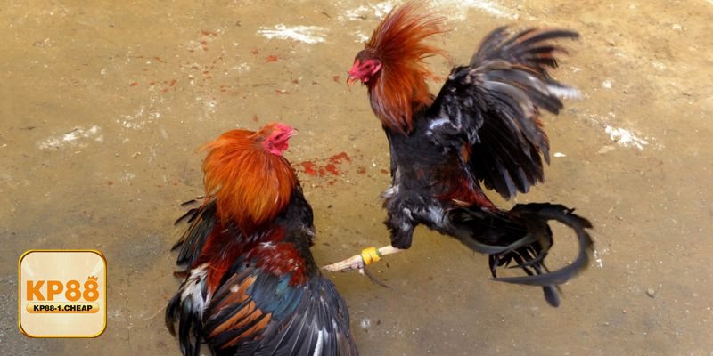 Đá Gà Online - Bảo mật tài khoản và hỗ trợ người dùng