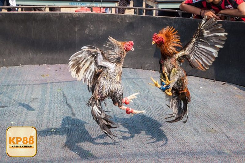 Đá Gà kp88 - Đá gà Thomo
